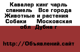Кавалер кинг чарль спаниель - Все города Животные и растения » Собаки   . Московская обл.,Дубна г.